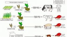 Production végétale et animale